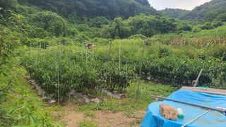 홍광희님의 기타작물 · 영농일지 작성글 사진