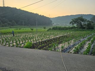 藝園님의 들깨 · 영농일지 작성글 사진