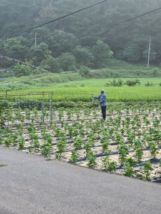 藝園님의 들깨 · 영농일지 작성글 사진