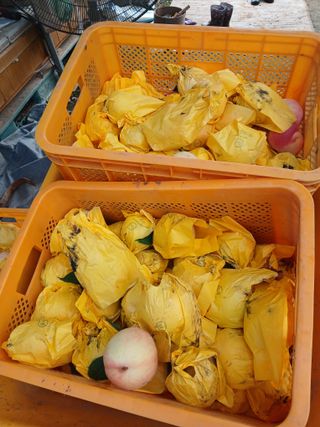 바위돌 심재성님의 기타작물 · 영농일지 작성글 사진