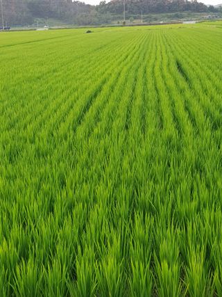 성광석님의 벼 · 영농일지 작성글 사진