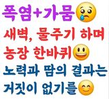 팜모닝 옥수수·영농일지 게시글 이미지