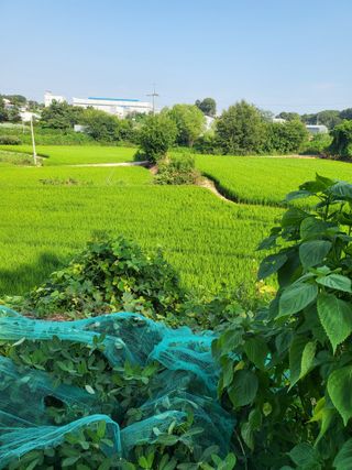 최병우님의 벼 · 영농일지 작성글 사진