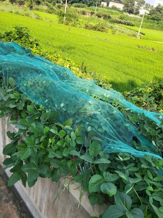 최병우님의 벼 · 영농일지 작성글 사진