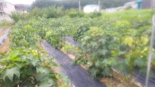 최춘득 청대산 님의 고추 · 영농일지 작성글 사진