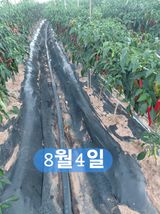 팜모닝 기타작물·영농일지 게시글 이미지