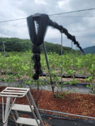 박치문님의 블루베리 · 영농일지 작성글 사진