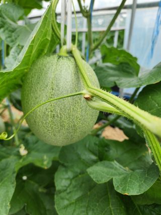 김저팔계님의 기타작물 · 영농일지 작성글 사진