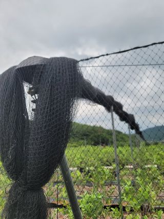 박치문님의 블루베리 · 영농일지 작성글 사진