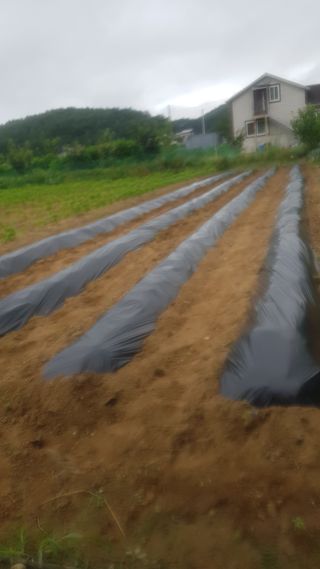 최춘득 청대산 님의 고추 · 영농일지 작성글 사진