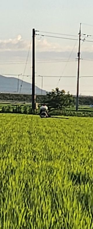 심지님의 벼 · 영농일지 작성글 사진