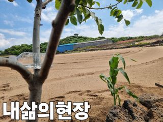 안성진님의 기타작물 · 영농일지 작성글 사진