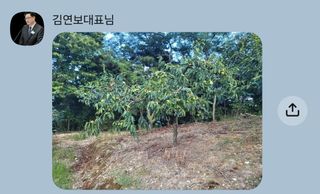 The농원님의 감 · 영농일지 작성글 사진