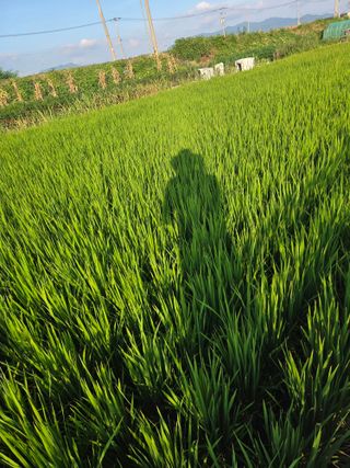 정영석님의 벼 · 영농일지 작성글 사진