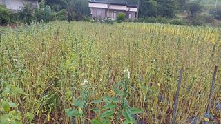 나다1004님의 참깨 · 영농일지 작성글 사진