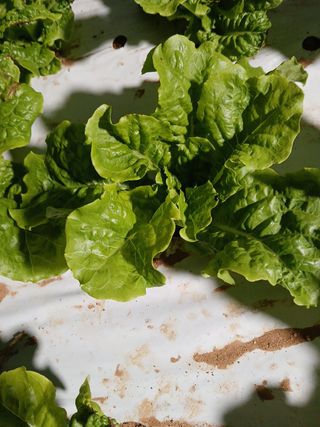 김성식님의 기타작물 · 영농일지 작성글 사진