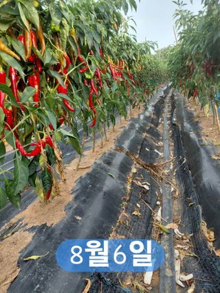 나성주님의 기타작물 · 영농일지 작성글 사진