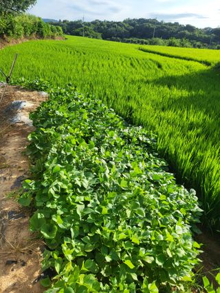 최병우님의 벼 · 영농일지 작성글 사진
