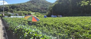 김동철(고추,사과)님의 고추 · 영농일지 작성글 사진