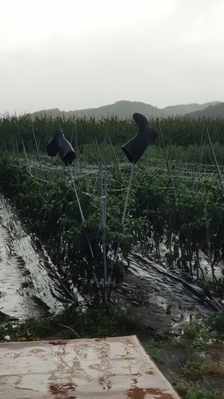 최춘득 청대산 님의 고추 · 영농일지 작성글 사진