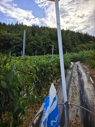 오이8898황산면님의 고추 · 영농일지 작성글 사진