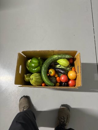 김종효님의 고추 · 영농일지 작성글 사진