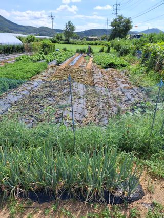 백영호님의 참깨 · 영농일지 작성글 사진