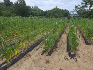 공주 음나무 농장님의 참깨 · 영농일지 작성글 사진