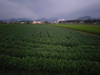 아침광장님의 콩 · 영농일지 작성글 사진