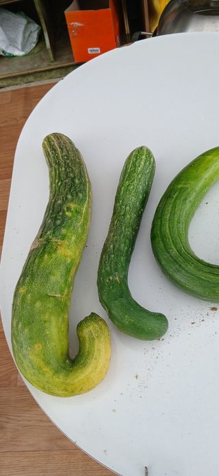 정연섭님의 기타작물 · 영농일지 작성글 사진