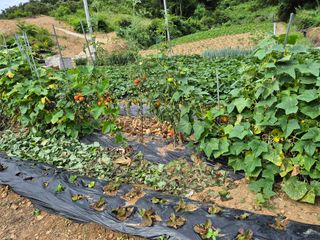 강윤석님의 기타작물 · 영농일지 작성글 사진