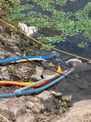 최진일님의 블루베리 · 영농일지 작성글 사진