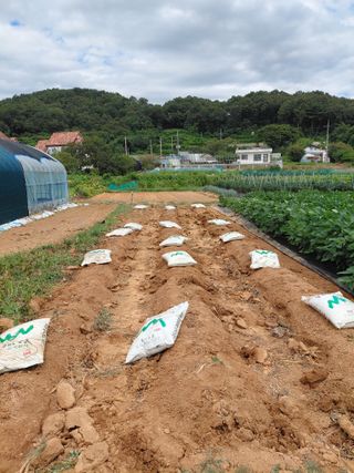 온바위님의 고추 · 영농일지 작성글 사진