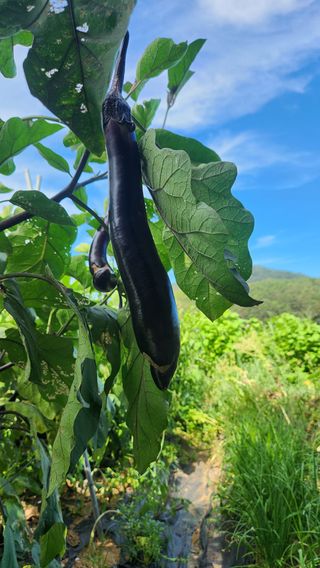 콩콩콩님의 기타작물 · 영농일지 작성글 사진