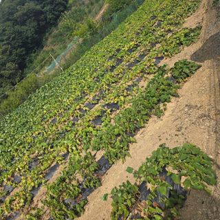 오케바리(옥경종)님의 고추 · 영농일지 작성글 사진