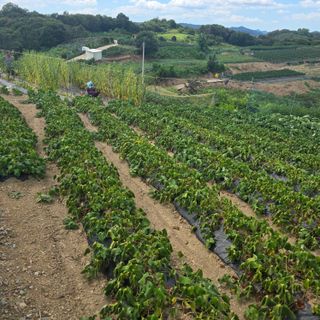 오케바리(옥경종)님의 고추 · 영농일지 작성글 사진