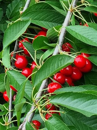 박용덕님의 기타작물 · 영농일지 작성글 사진