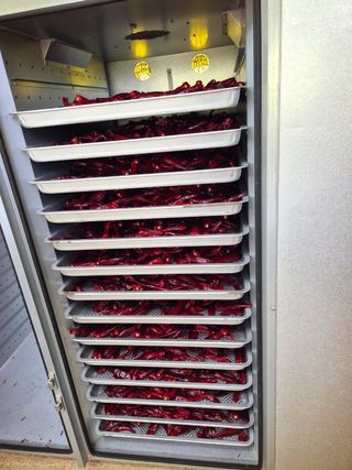 오이8898황산면님의 고추 · 영농일지 작성글 사진