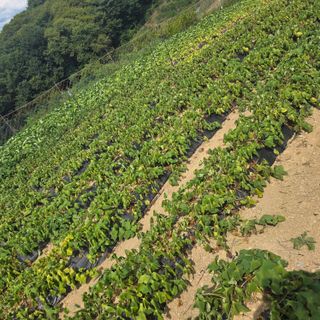오케바리(옥경종)님의 고추 · 영농일지 작성글 사진