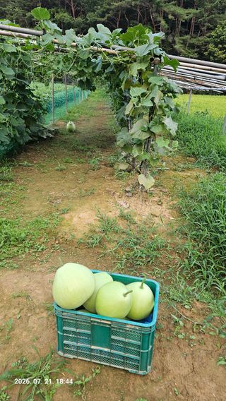 임상근님의 기타작물 · 영농일지 작성글 사진