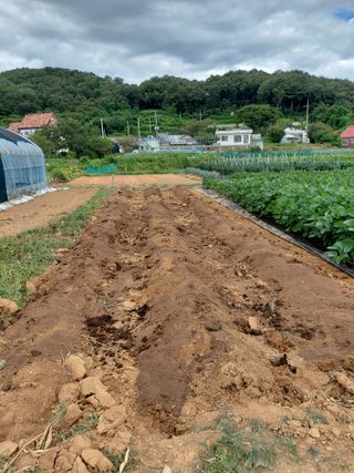 온바위님의 고추 · 영농일지 작성글 사진