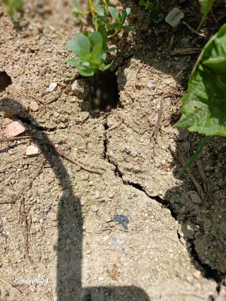강성흔목사 님의 들깨 · 영농일지 작성글 사진