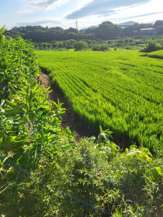 최병우님의 벼 · 영농일지 작성글 사진