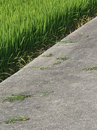 백현호님의 벼 · 영농일지 작성글 사진