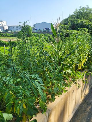 최병우님의 벼 · 영농일지 작성글 사진