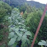 팜모닝 기타작물·영농일지 게시글 이미지