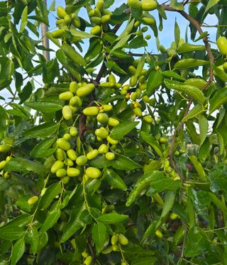 최종태님의 기타작물 · 영농일지 작성글 사진