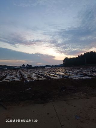 승기님의 파 · 영농일지 작성글 사진