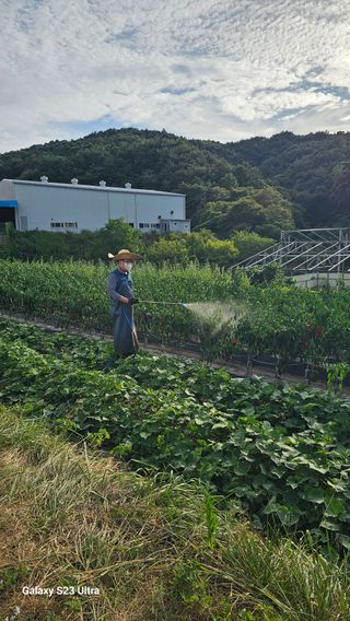 염봉섭님의 고추 · 영농일지 작성글 사진