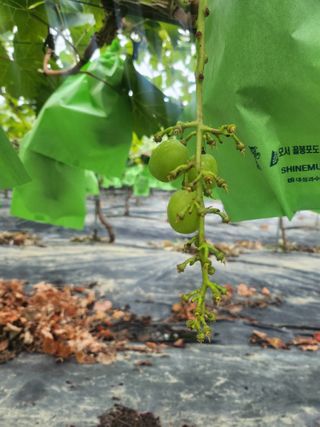 백화산지킴이산야초님의 포도 · 영농일지 작성글 사진